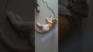 my 2 months old kitten #animalshorts #littlecats #cat #viral #lovepets #kitten #lovelypets