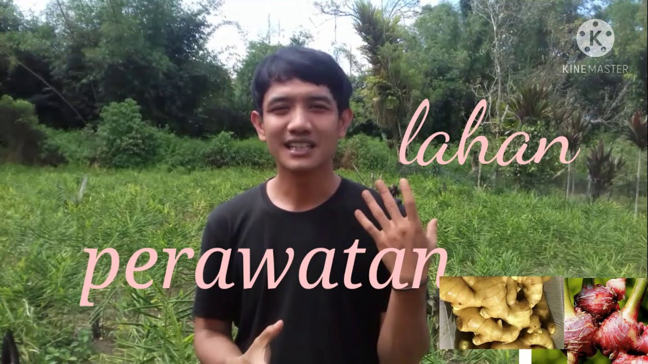 bertani jahe hanya sesimpel ini 