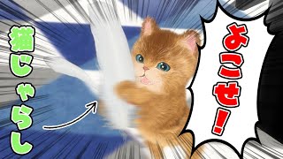 【子猫】猫じゃらしを買ったら、大喜びでした/When I bought a cat toy, the kitten was very happy.