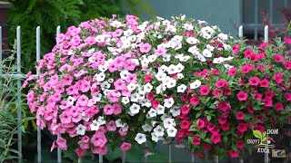 Surfinije - Balkonske Cvjetne Ljepotice