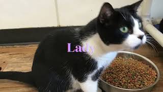 Lady