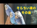 そらちい達のその後