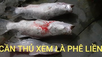 Câu cá chẽm ở Xã Lý Nhơn, Cần Giờ kéo sướng tay || Seabass fishing in Can Gio district