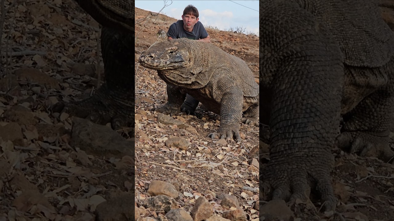 Гигантский комодский варан!