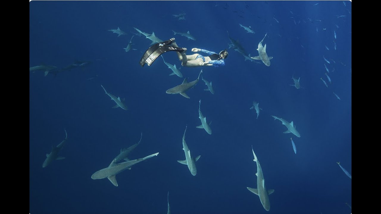 One Ocean Diving Intro 2022 YouTube