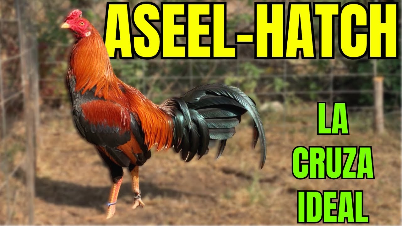 ASEEL HATCH.... LA MEJORCRUZA DE LA HISTORIA???...