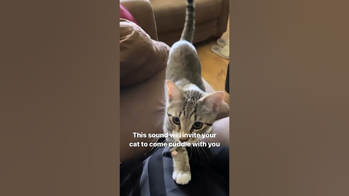 This sound will make your Cat come cuddle with you 🙈