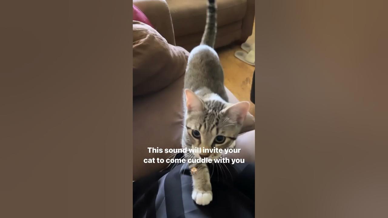 This sound will make your Cat come cuddle with you 🙈