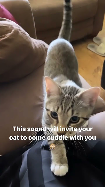 This sound will make your Cat come cuddle with you 🙈