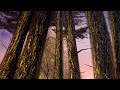 Deep Forest Tree Trunks Painting Tutorial #PaintWithJosh #PaintingTutorial #BobRoss #HowToPaint 
