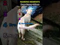 Dogs funny videos 🤣 part 2 #dog #dogs #dogvideos #funnydogs #pets