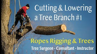 Celebrity Cutting and Lowering a Tree Branch #14 Profile