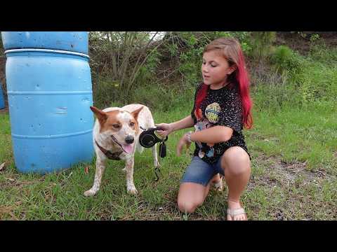 🔫🐶My Dog Picks Guns & Targets… Or Tries To! 🔫🐶