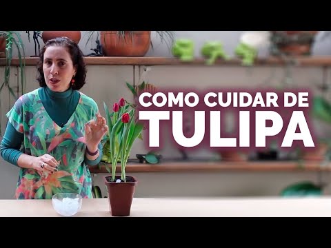 Vídeo: Cuidados com as Tulipas da Floresta: Dicas para Cultivar Tulipas da Floresta em Jardins