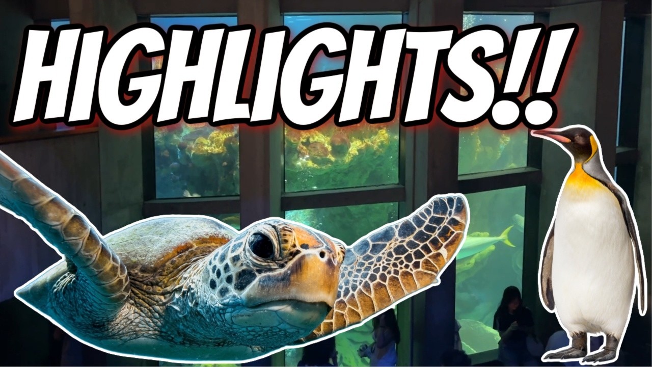 New England Aquarium Highlights! An Amazing Public Aquarium!