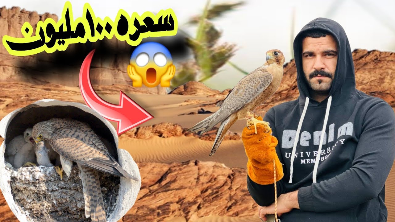 شخص مجنون ينتج الصقور في العراق 😱