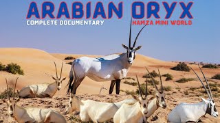 Arabian Oryx Complete Documentary - Hamza Mini World
