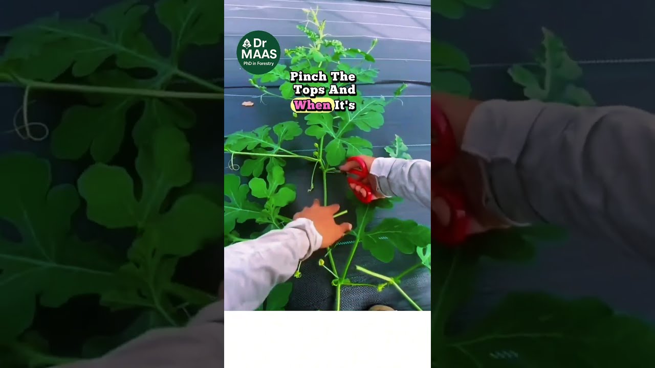 Grow Bigger Sweeter Watermelons With This One Simple Tip Garden Uk Canada Gardening
