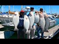 Fast california halibut limits for my friends and i in sf bay