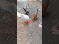 Chicken feeding #chicken #feeding