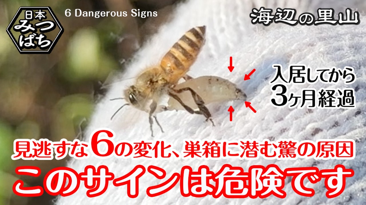 Country Living] 3 Months Since the Japanese Honeybees Moved In: 6
