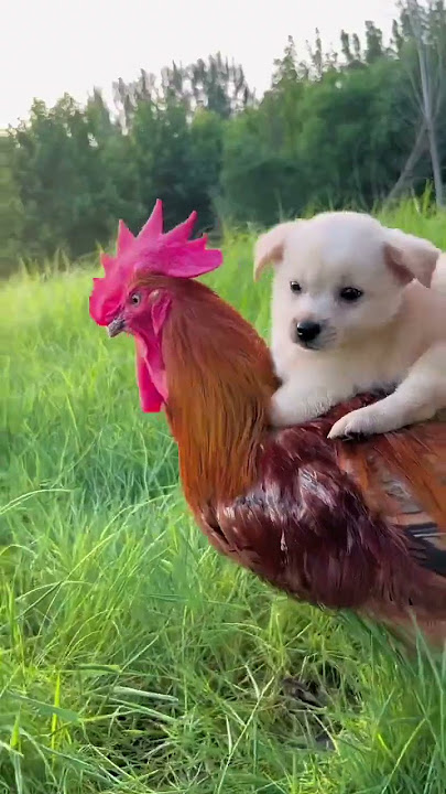 Friendship / puppy and chicken . A beautiful moment #241 - #shorts