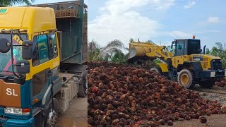 Proses Pengisian Buah Sawit Ke Dalam Truk Treler Panjang Menggunakan Komatsu Shovel Loader WA200