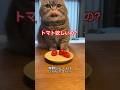 新鮮なトマトはいかがですか? #ねこ #cat
