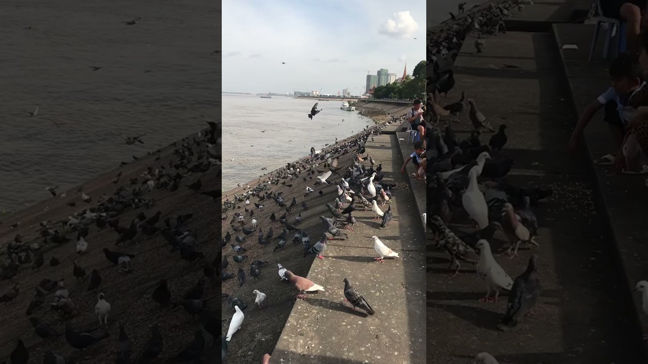 A lot of pigeons at the river bank