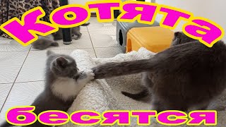 #котята #котики #милоевидео.   Котятки бесятся.