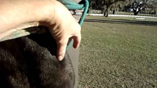 Placement of the Perfectly Bitless Bridle.AVI