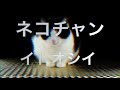 ネコチャン飼いたいにゃん