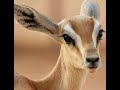 يعل يسقى المها يعل يسقى المها