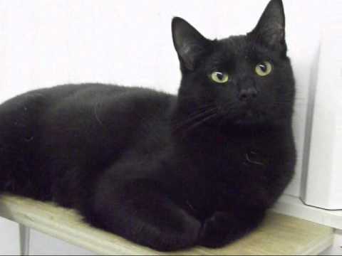 Image result for black cat images