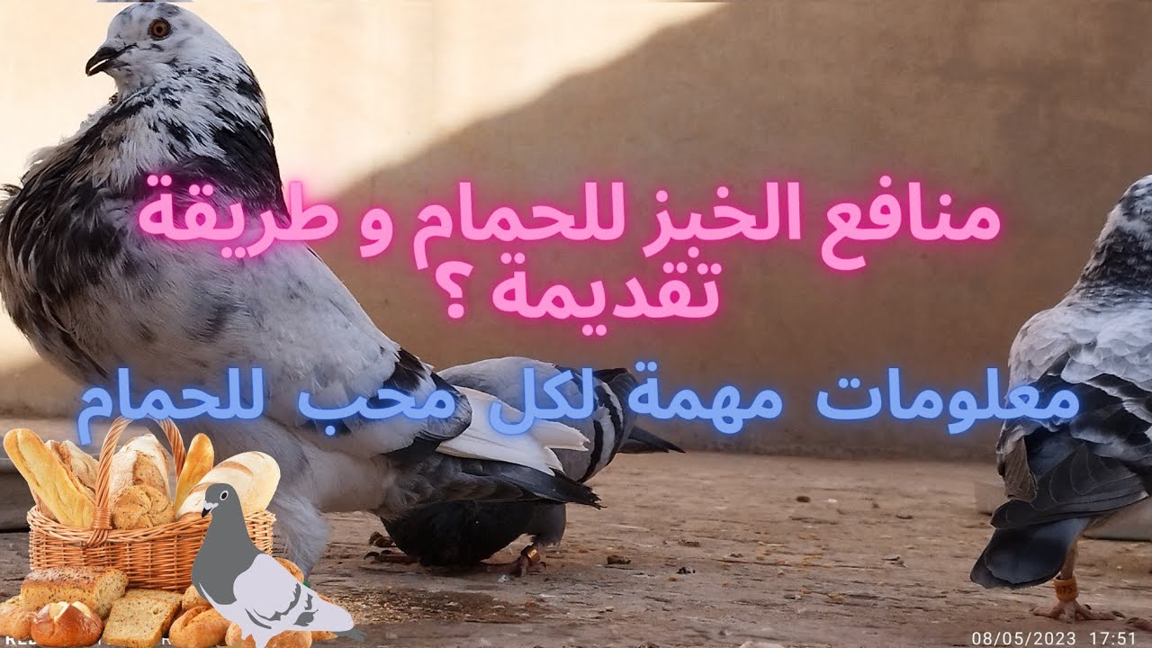 فوائد الخبز للحمام,تقديم الخبز للحمام,ولاعة تربية الحمام 2023