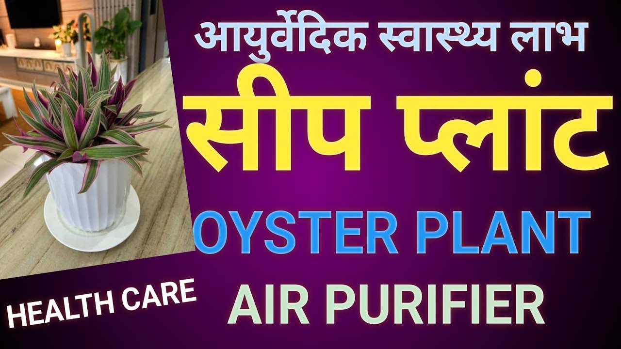 Oyster Plant (Tradescantia spathacea): Health benefits, uses & gardening 