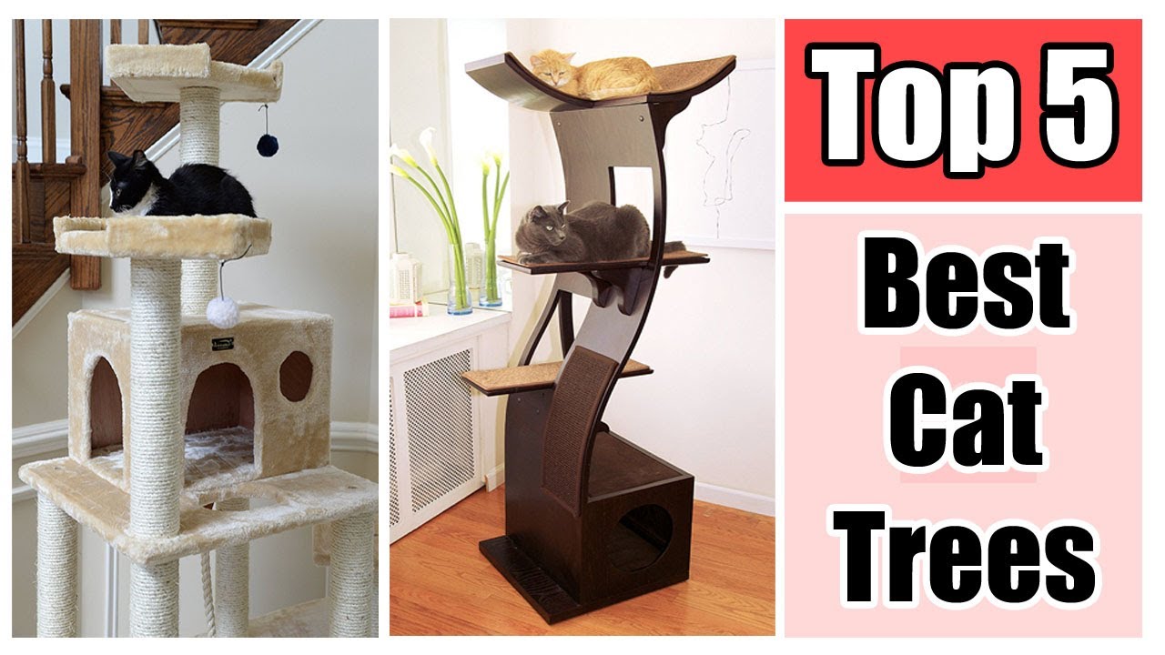 Top 5 Best Cat Trees Reviews Armarkat Cat tree Furniture Condo YouTube
