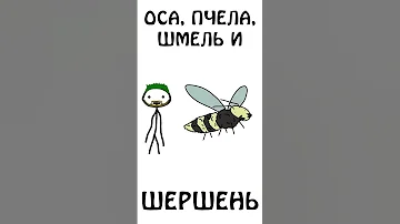 А вы знаете как отличить осу, пчелу, шмеля, и шершня ? #академияброкколи #shorts #шортс #животные