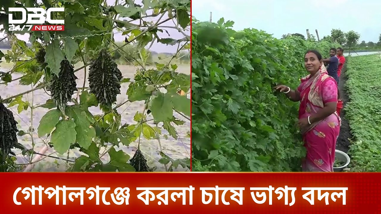 গোপালগঞ্জে ঘেরের পাড়ে করলা চাষে স্বাবলম্বী কৃষক | Agriculture | Gopalganj | DBC NEWS