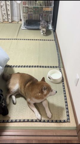 仲の悪い柴犬と保護猫 ShibaInu and cat #保護猫 #しばいぬ #柴犬