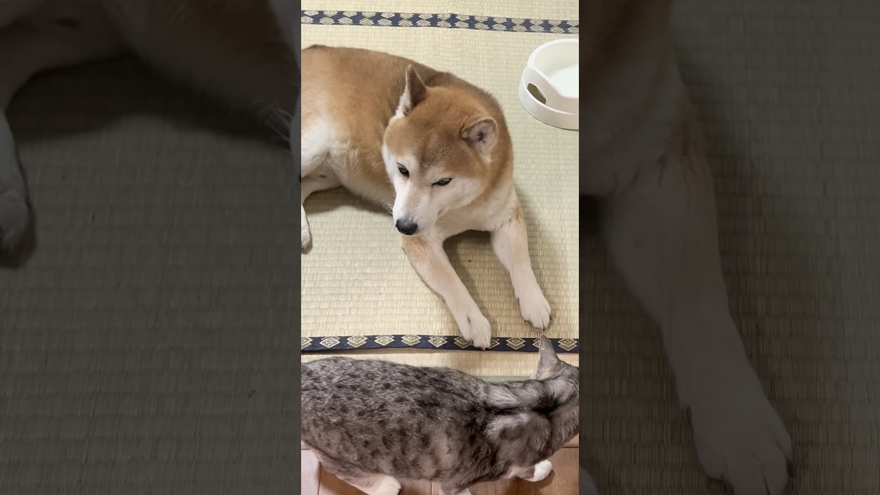 仲の悪い柴犬と保護猫 ShibaInu and cat #保護猫 #しばいぬ #柴犬