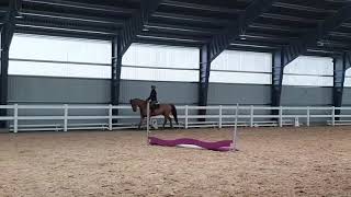 𝙇𝘼𝙉𝘿 𝙍𝙊𝙑𝙀𝙍 -  5yo gelding (*2014) Land Cruiser (Land Lover x Nivana), flat work