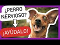 Los 5 MEJORES TIPS para CALMAR a un PERRO NERVIOSO 💚 [💯% FUNCIONAL]