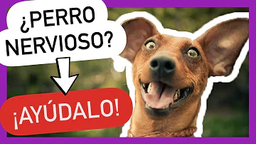 ¿Qué dar a los perros para calmarlos?