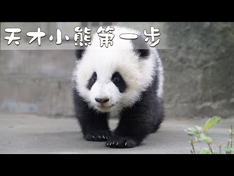 “成浪”的成長日記第14部 天才小熊第一步 | iPanda熊貓頻道