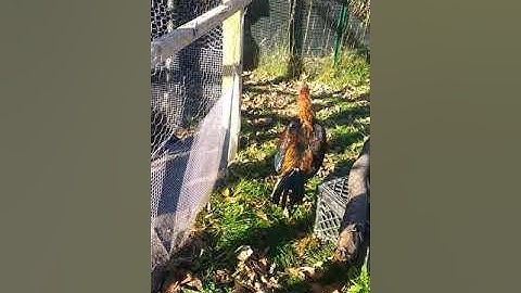 Lau qaib Thaib zoo nraug#2 rooster