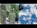 فيديو هادئ مع منضر السماء الصافية وعناقيد العنب