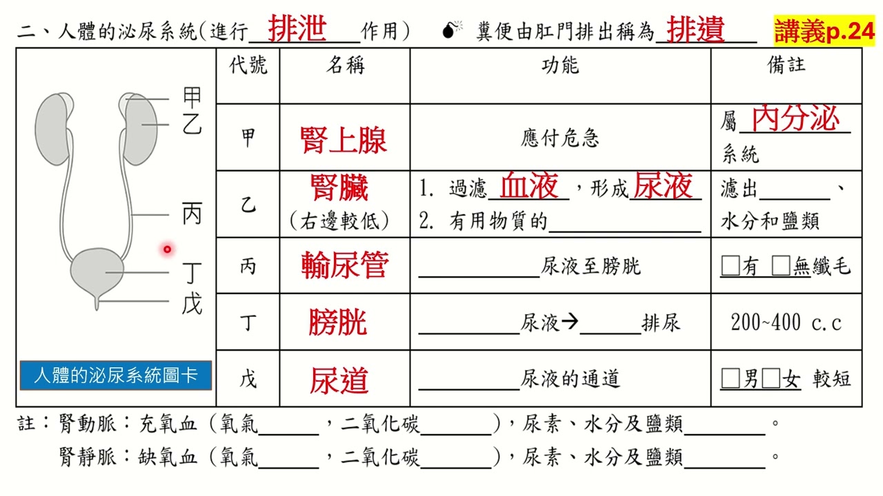 5一4   排泄作用與水分恆定 (4) 泌尿系統
