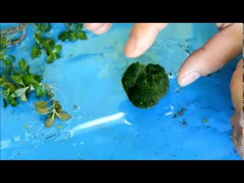 Marimo Moss Balls unboxing and care, how to put them in your tank Pet Moss!  