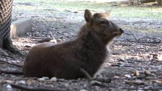 Download Lagu Best screaming deer in Nara, Japan - 4K HD MP3